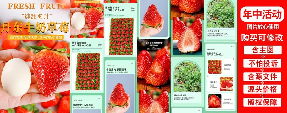 丹東牛奶草莓詳情