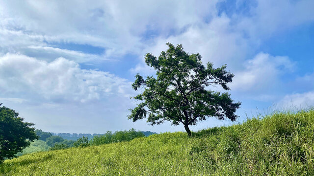 小树