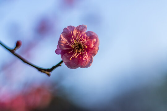 冬梅红梅梅花