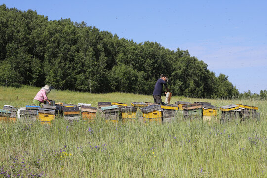 草原上检查蜂箱的养蜂人