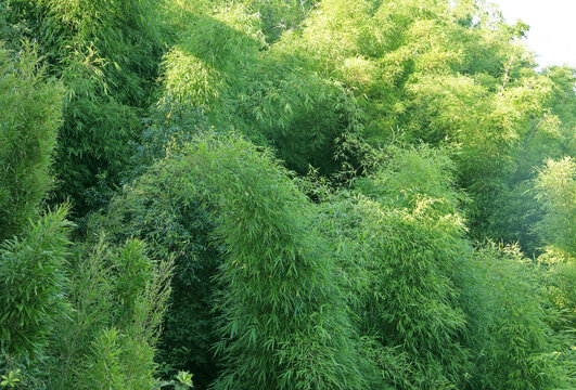 竹林风景