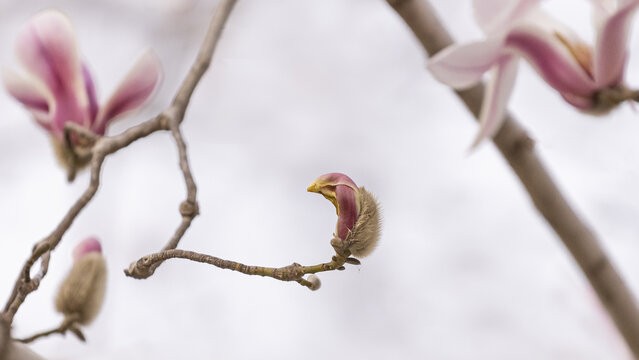 玉兰花鸟