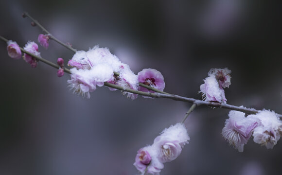 红梅与白雪