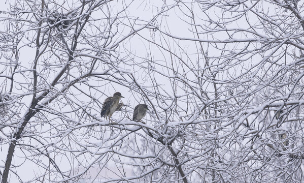 雪中夜鹭