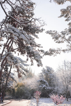 白雪松树