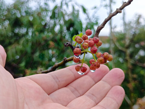 水珠鲜花椒