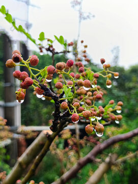 雨天鲜花椒