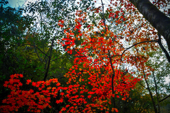 秋叶红叶