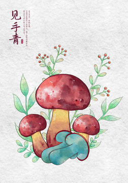 見手青牛肝菌