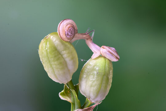 蜗牛微距