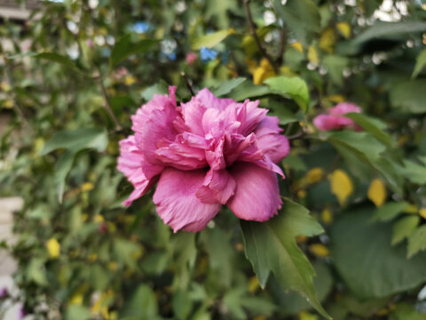 木槿花特写