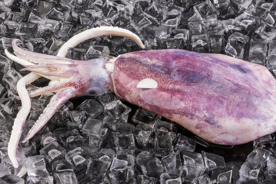 魷魚