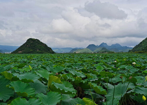 普者黑景区天鹅湖