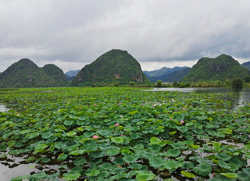 普者黑景区天鹅湖