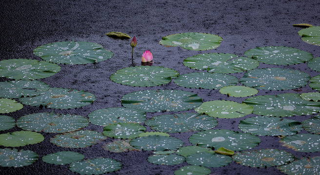 雨中荷花