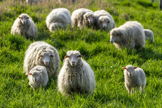 绵羊与小羊