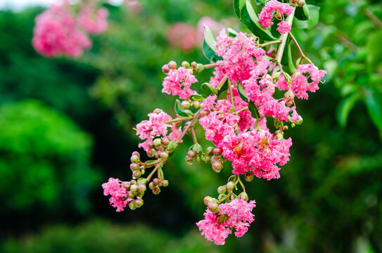 花卉花草深圳中山公园