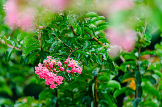 花卉花草深圳中山公园