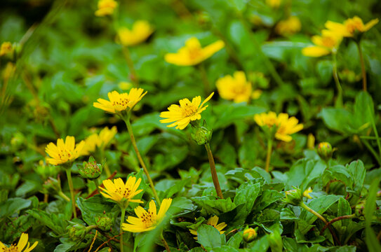 花卉花草深圳中山公园