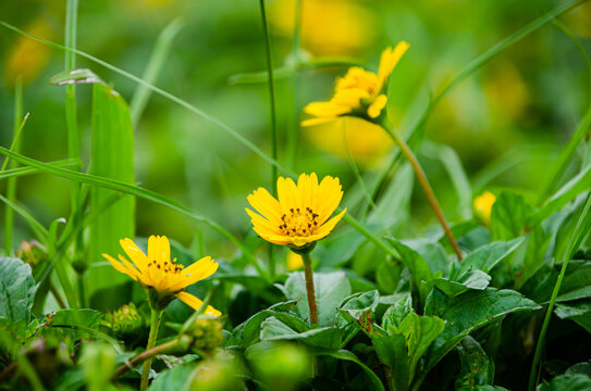 花卉花草深圳中山公园