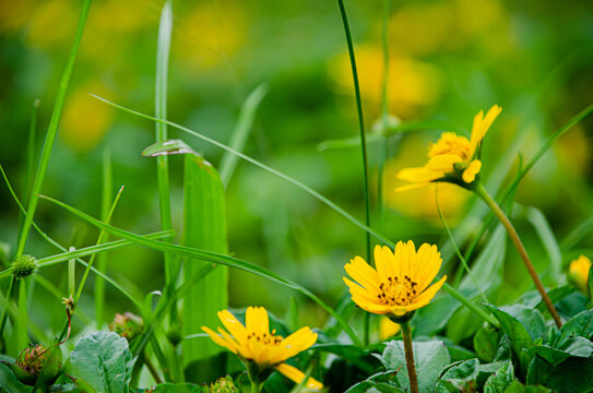 花卉花草深圳中山公园