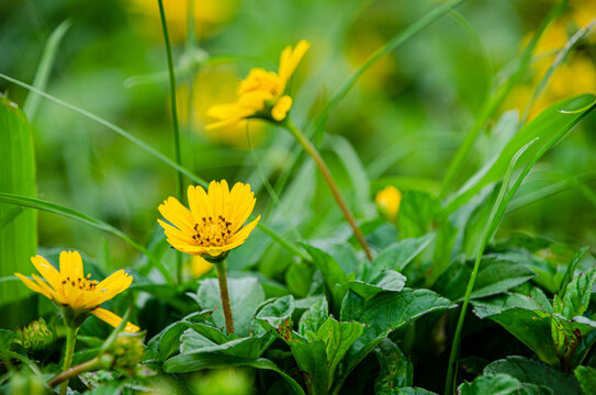 花卉花草深圳中山公园