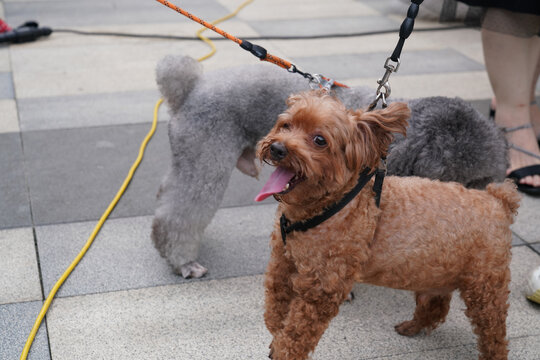 萌宠宠物狗可爱奶狗小型犬