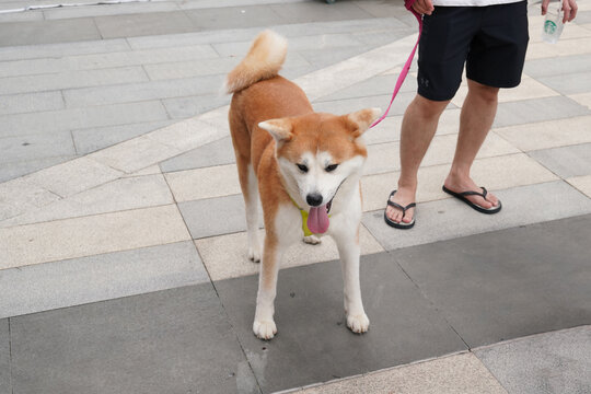 萌宠宠物狗可爱奶狗小型犬