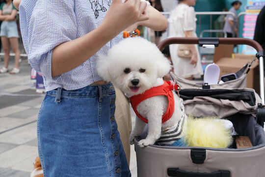 萌宠宠物狗可爱奶狗小型犬