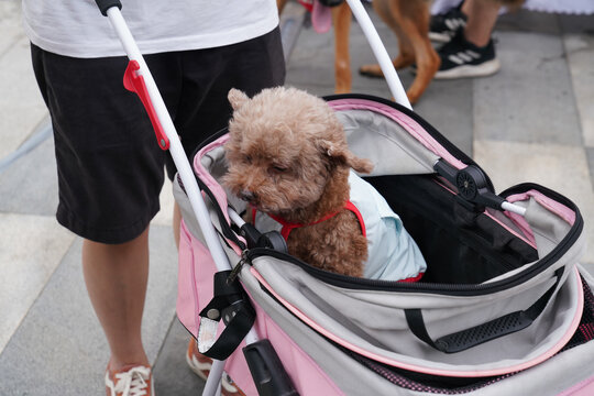 萌宠宠物狗可爱奶狗小型犬