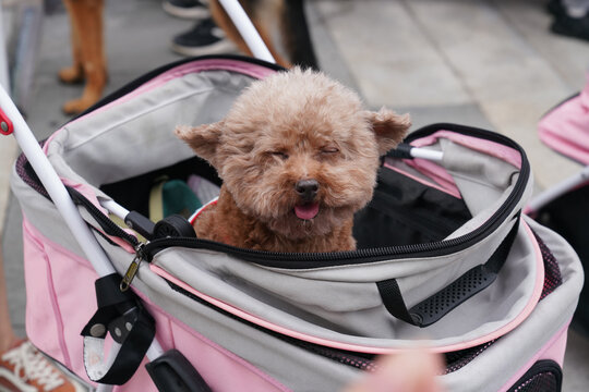 萌宠宠物狗可爱奶狗小型犬