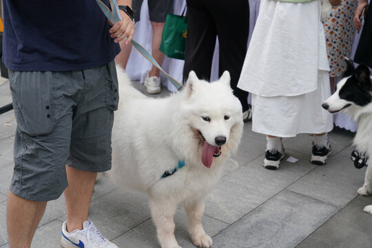 萌宠宠物狗可爱奶狗小型犬