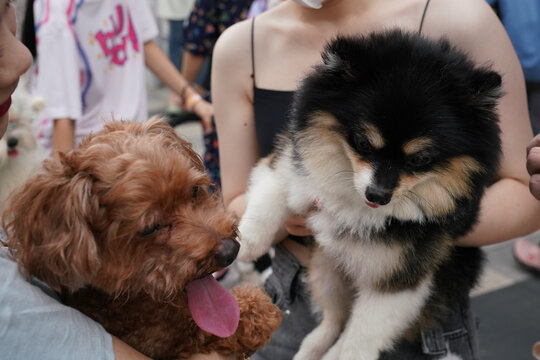 萌宠宠物狗可爱奶狗小型犬