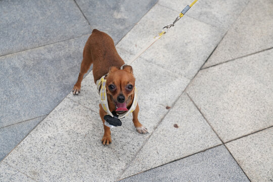 萌宠宠物狗可爱奶狗小型犬