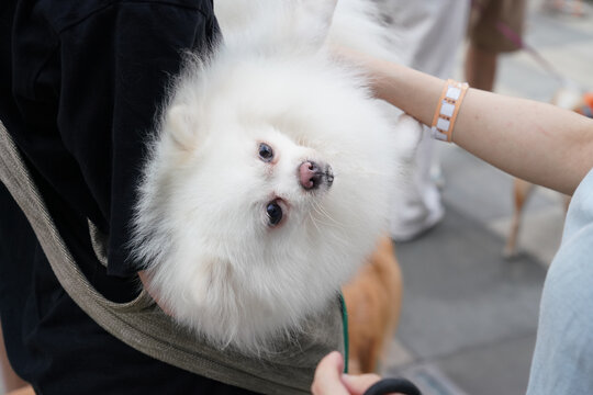 萌宠宠物狗可爱奶狗小型犬