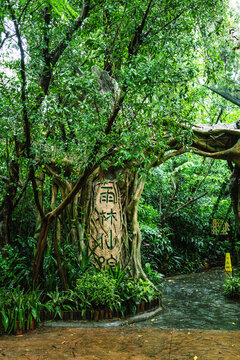 长隆动物世界雨林仙踪