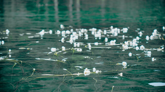 四川泸沽湖水性杨花