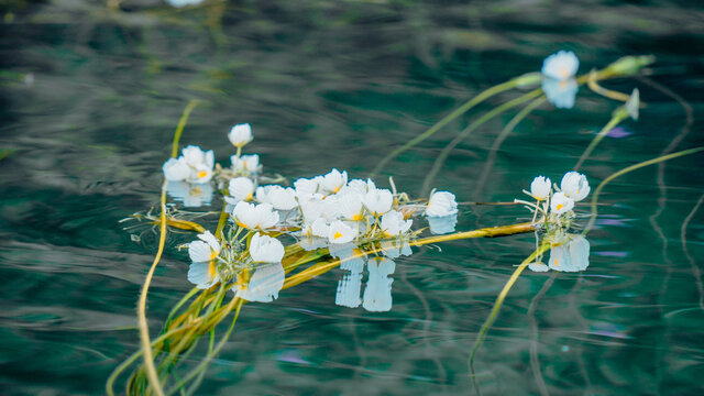 四川泸沽湖水性杨花