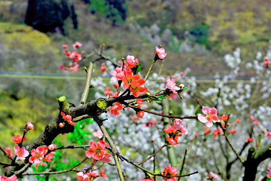 云南家及寨犁花谷