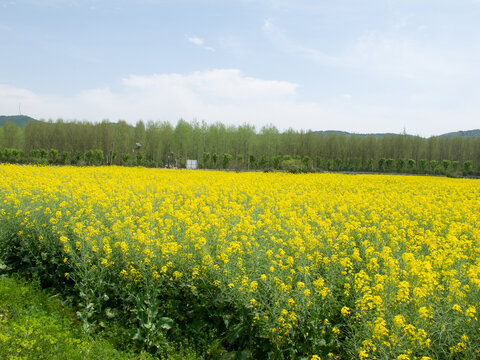 佘村明清代建筑群附近的油菜花