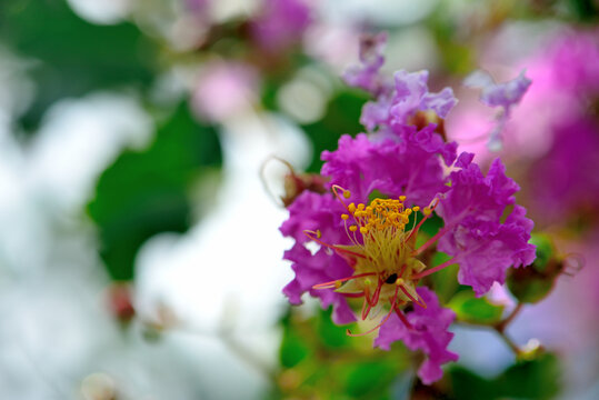 夏天盛开的花朵