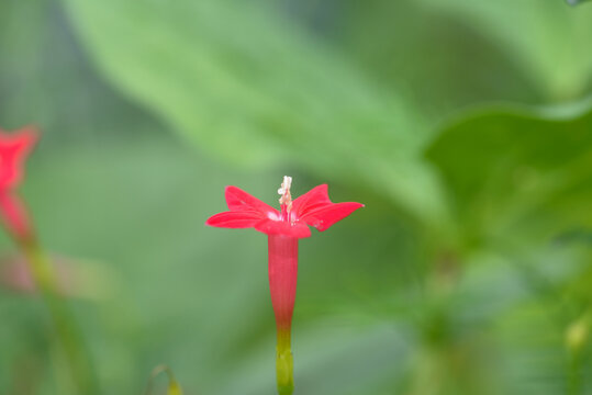 夏天盛开的花朵