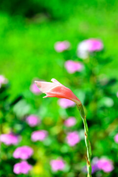 夏天盛开的花朵