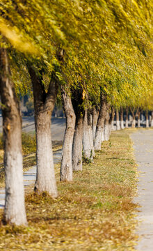 冬日河边堤上柳叶黄