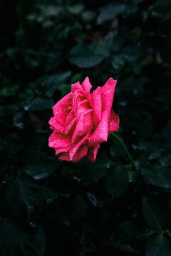 雨后红色月季花