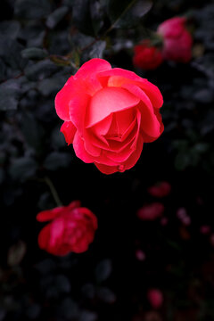 雨后红色月季花