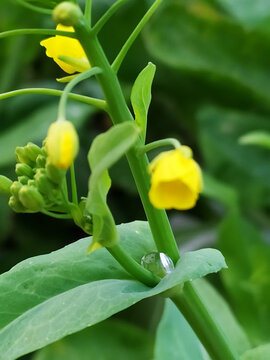 清晨油菜花