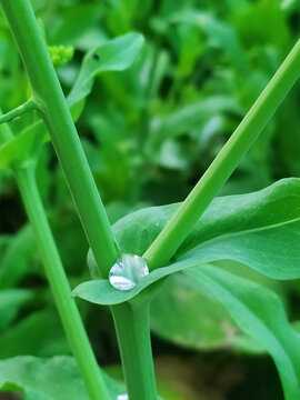 清晨油菜花