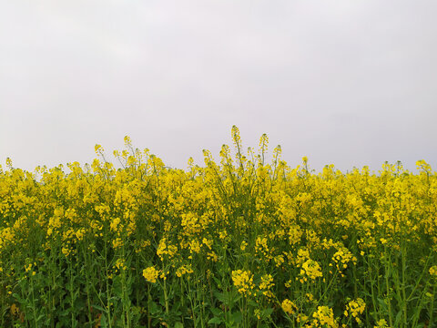 油菜花地