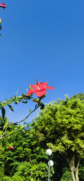 莲花山公园红色朱槿